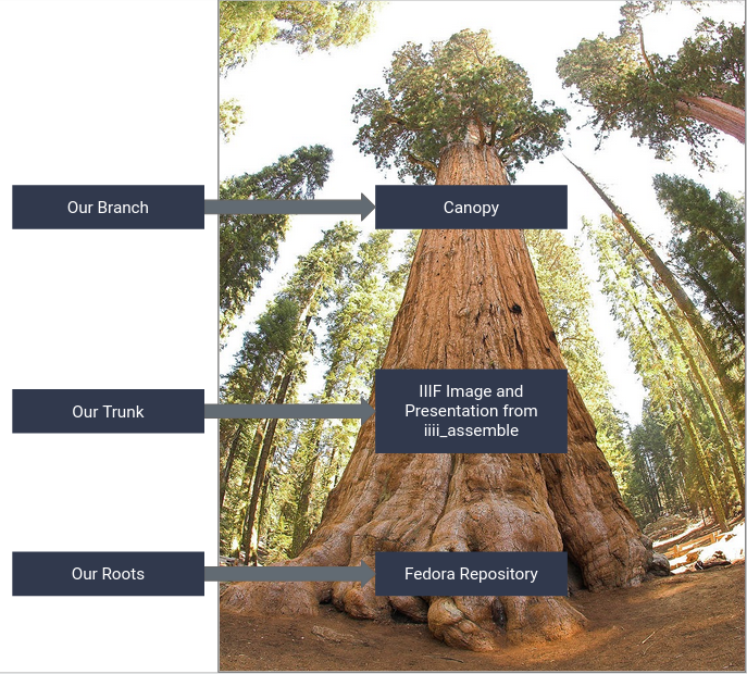Tree depicting RFTA as IIIF as a Trunk